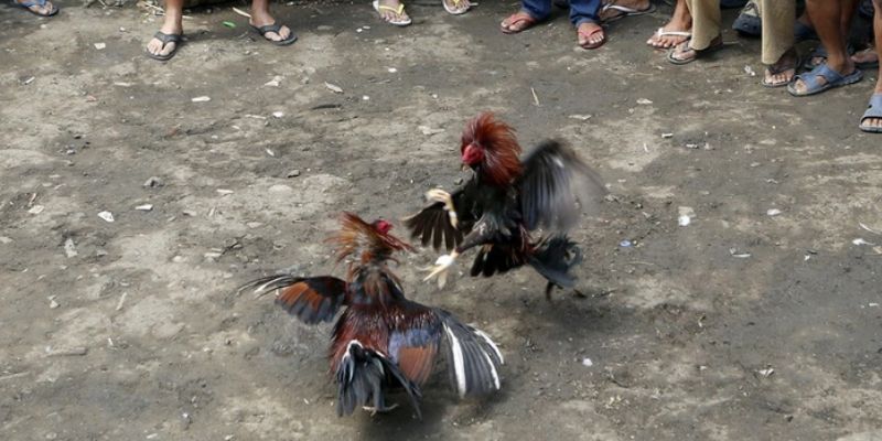 Đá gà là một trò chơi dân gian tại Philippines