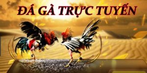 đá gà trực tuyến debet