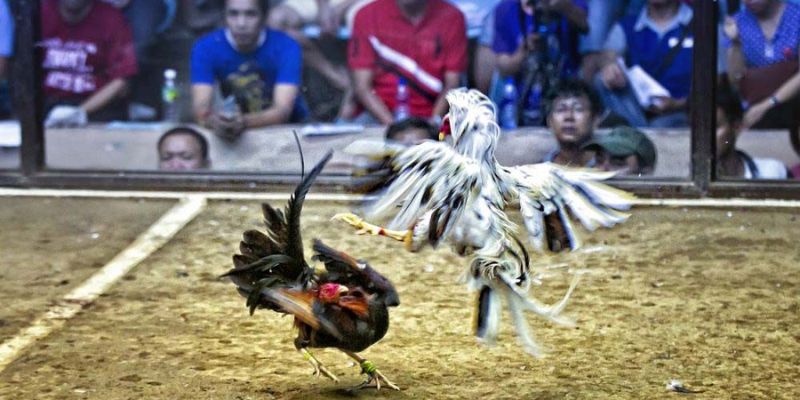 Tìm hiểu về đá gà mạng